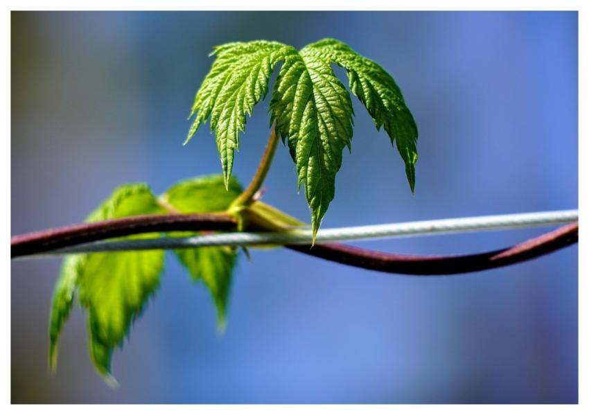 Hop Leaf Plant Tendril