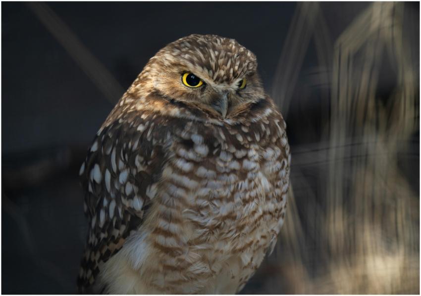Detailed close-up of a burrowing owl showcasing it