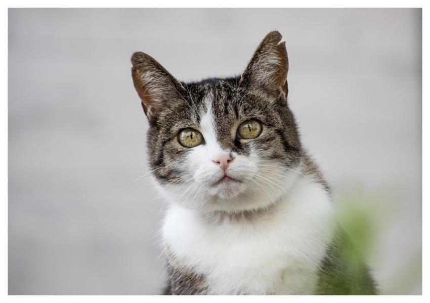 Cat Feline Whiskers Nature