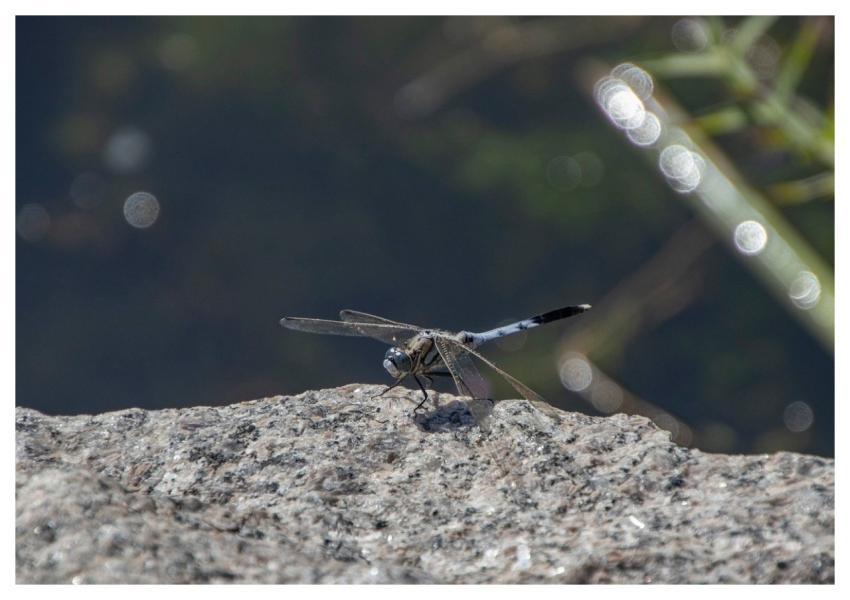 Dragonfly Insect Nature Wings