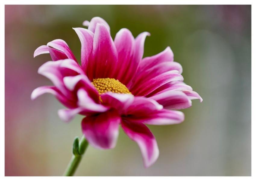 Daisy Flower Nature Bloom