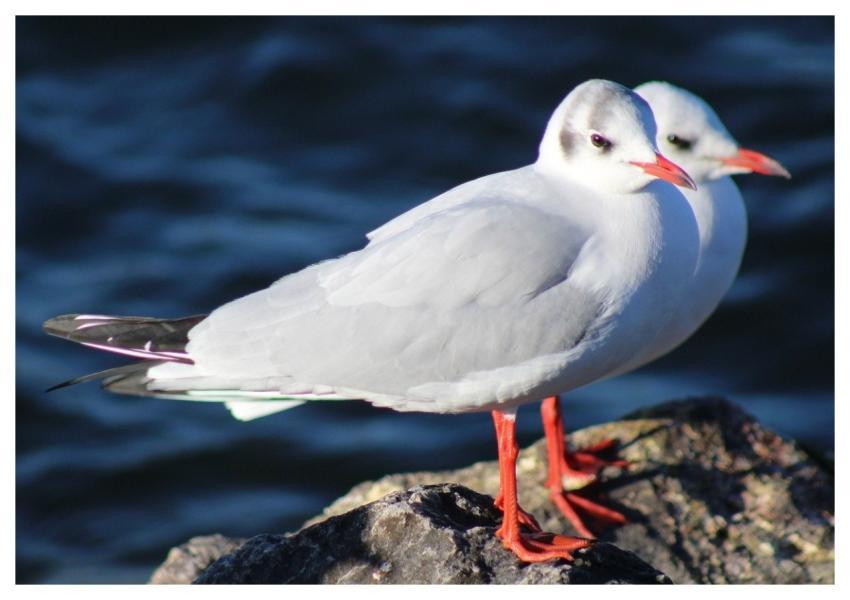 Seagulls Birds Sea Nature