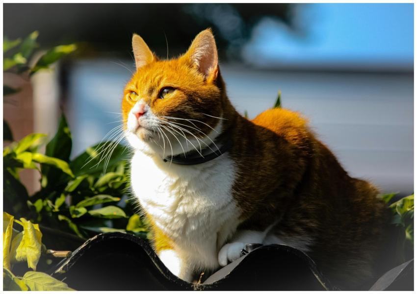 A cute ginger cat relaxing in the sun among greene