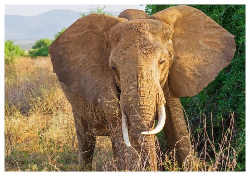 Elephant Safari Africa Wildlife