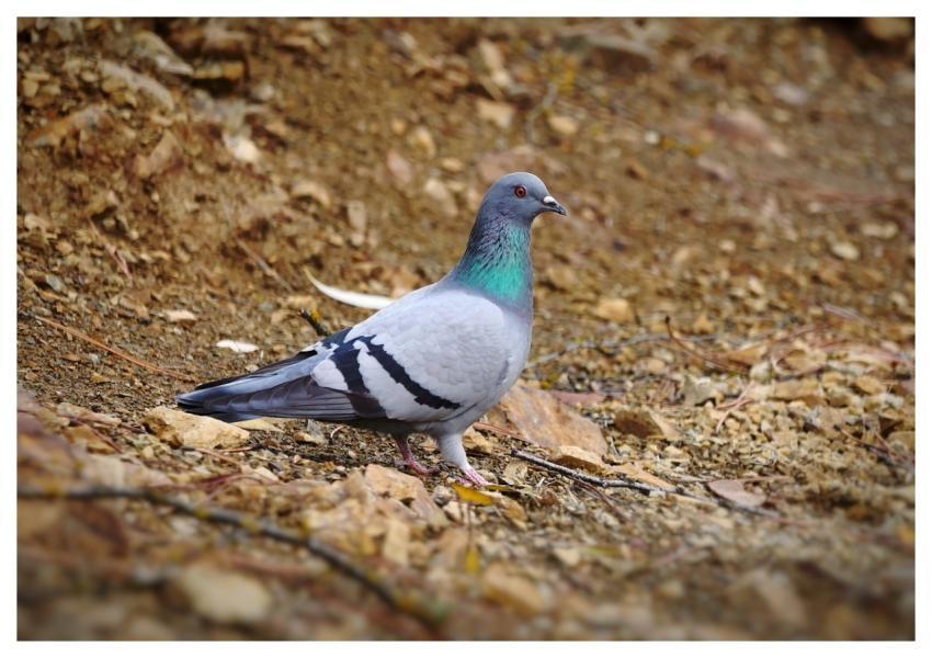 Rock Pigeon Bird Animal Wildlife