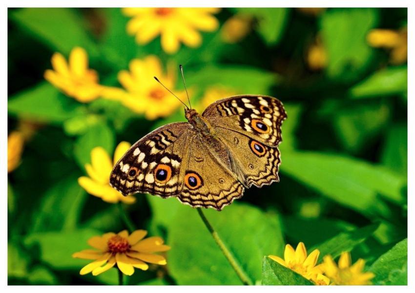 Butterfly Insect Flower Spring