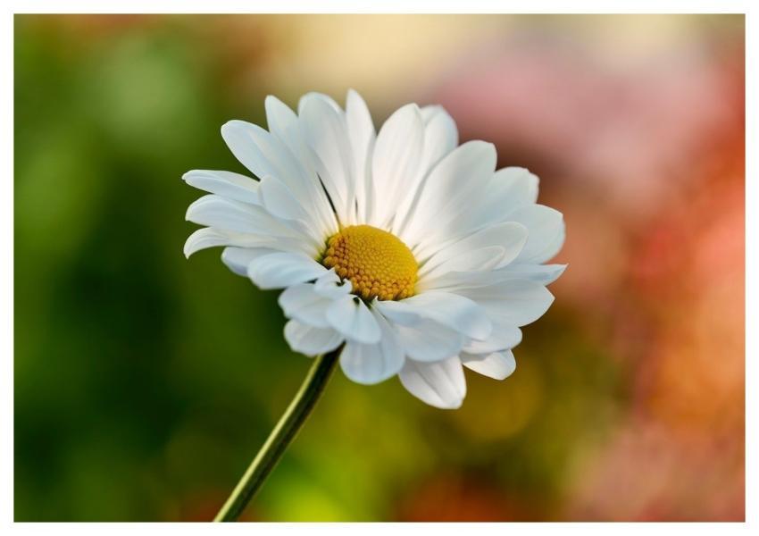 Daisy Nature Flower Bloom