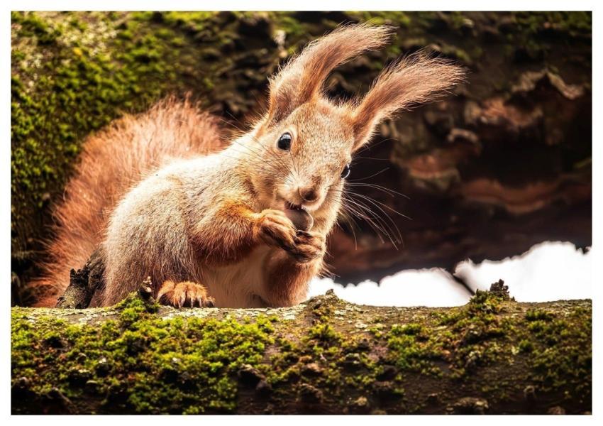 Squirrel Cute Nature Animal