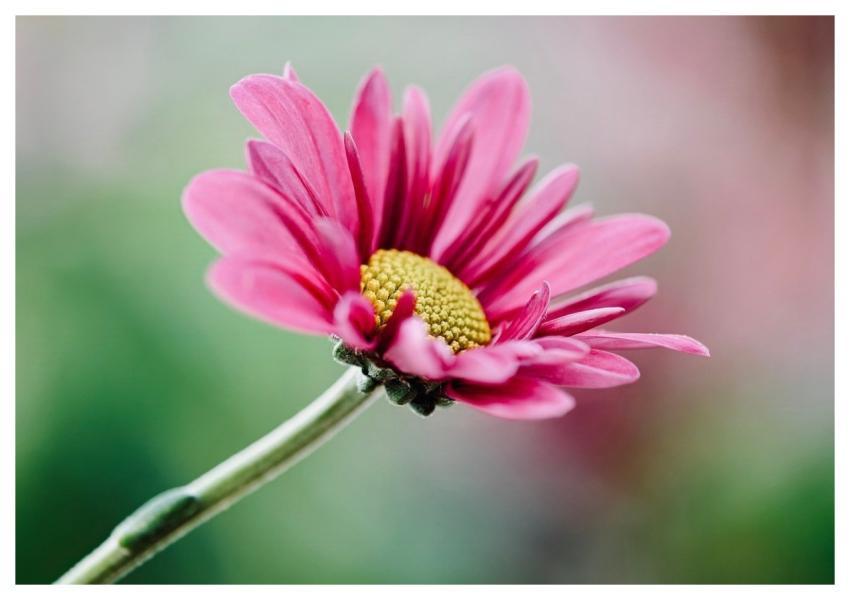 Daisy Flower Pretty Simplicity