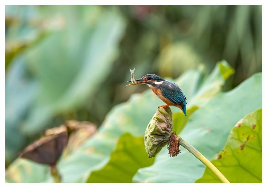 Bird Kingfisher Fish Waterfowl