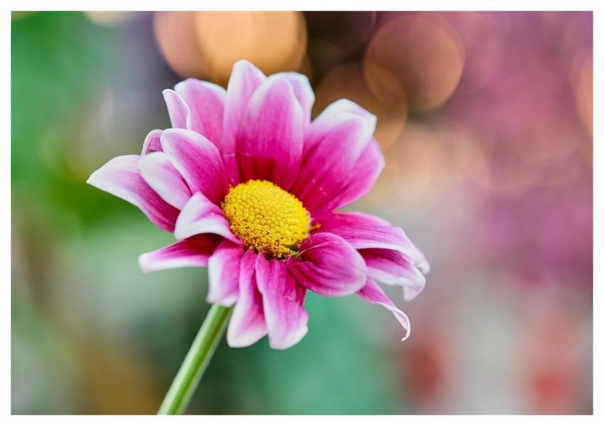 Daisy Nature Flower Garden