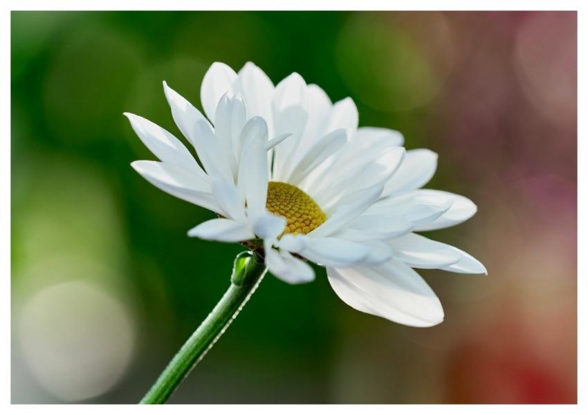 Daisy Nature Bloom Flower