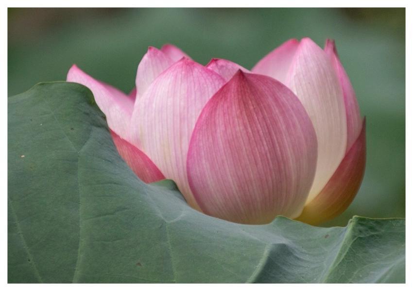 Lotus Flower Plant Bloom