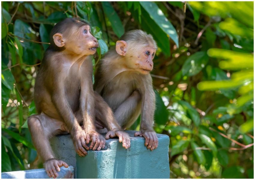 Two young macaque monkeys sitting on a ledge surro