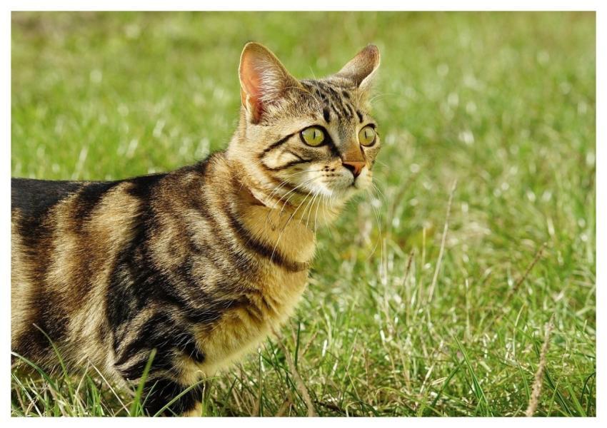 Cat Standing Look Cute