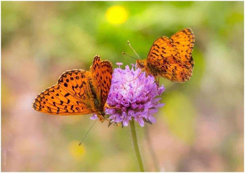 Two butterflies perched on a vibrant purple flower