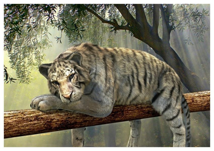 Tiger Animal Jungle Mammal