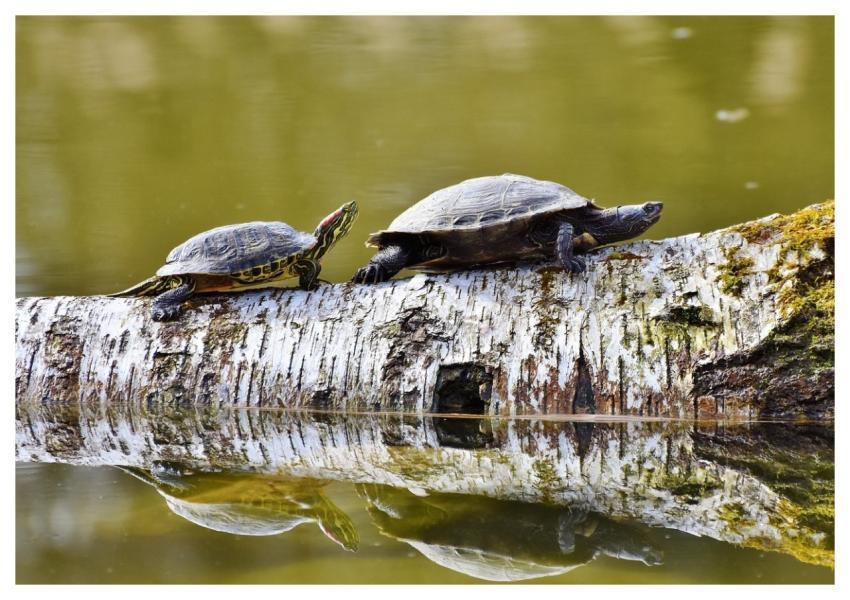 Turtles Reptiles Animals Aquatic Animals