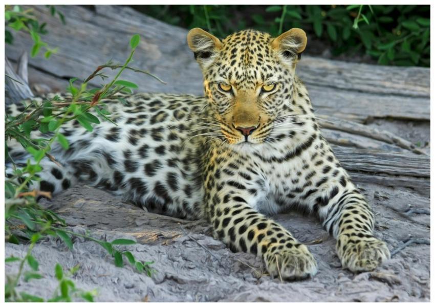Close-up of a leopard lying on rocks, showcasing i