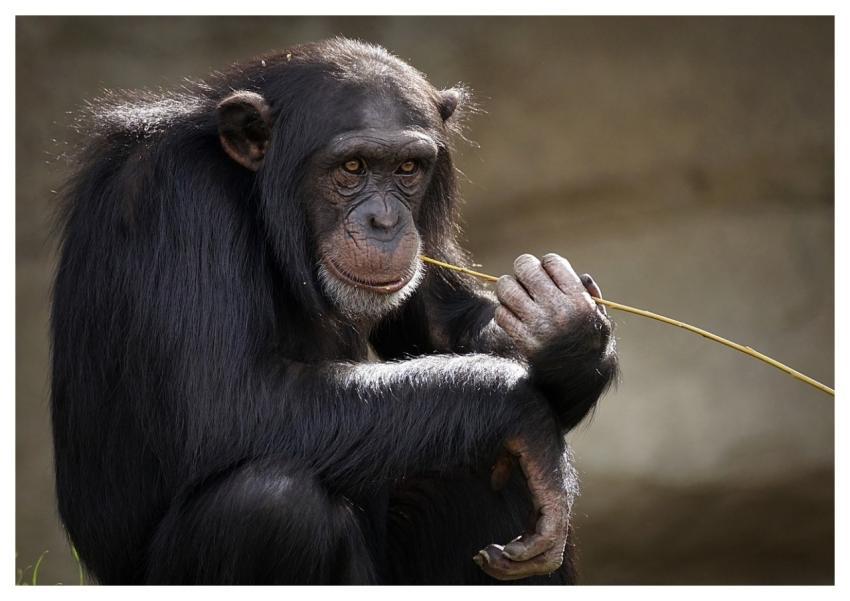 Monkey Animal Mammal Primate