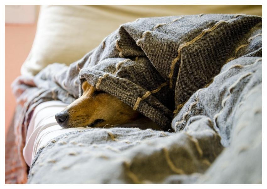 Dogs Pet Animal Animals