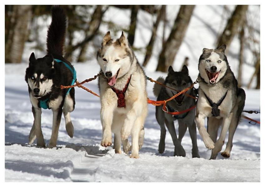 Huskies Dogs Race Sled Dog Racing
