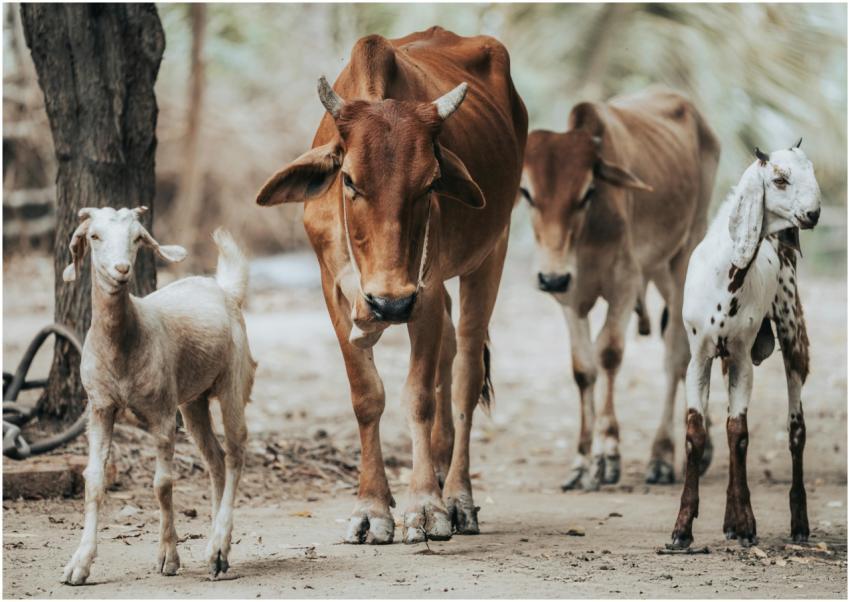 Free stock photo of animals, animals together, cin
