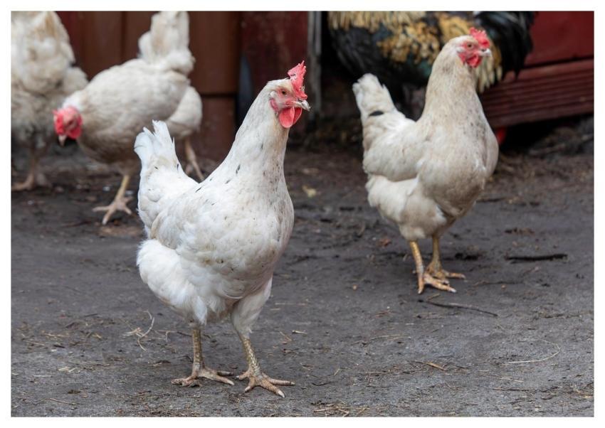 Chicken Poultry Livestock Farm Animals