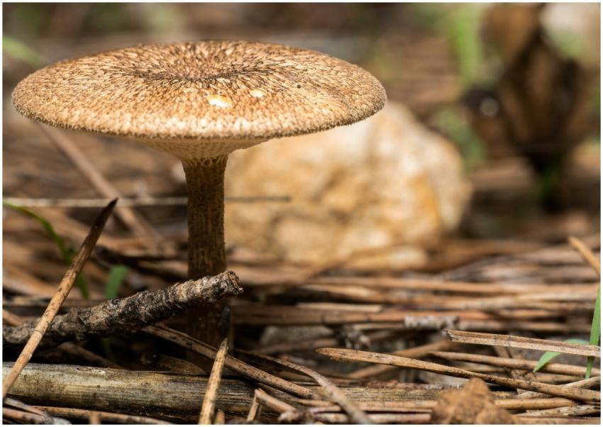 Detailed close-up of a mushroom surrounded by natu