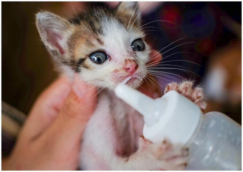 Free stock photo of animal, animals, baby