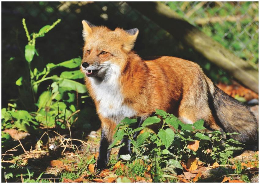 A majestic red fox standing amidst green foliage i