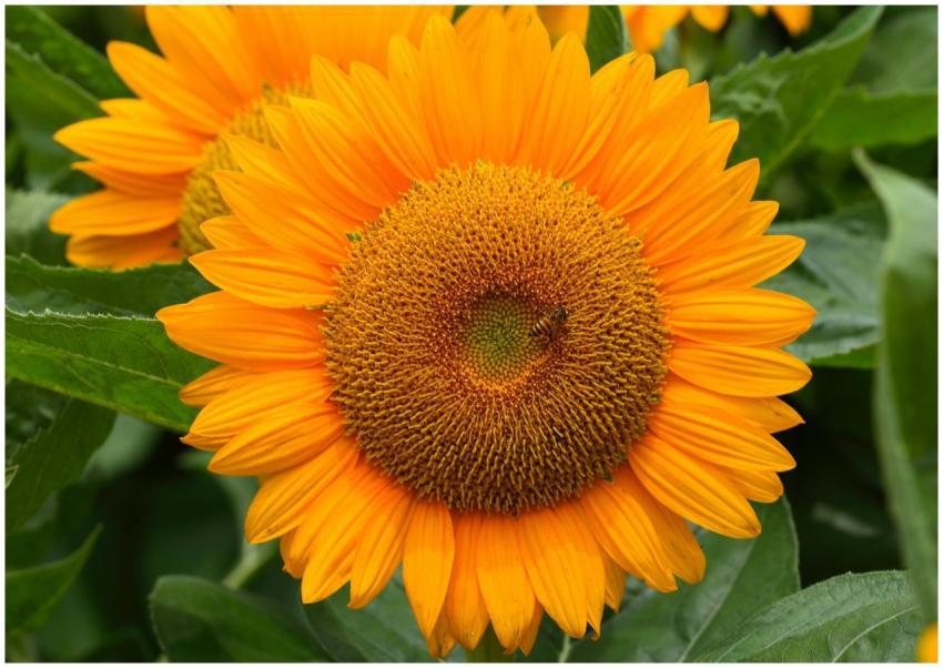 Close-up of a bright sunflower with a bee collecti