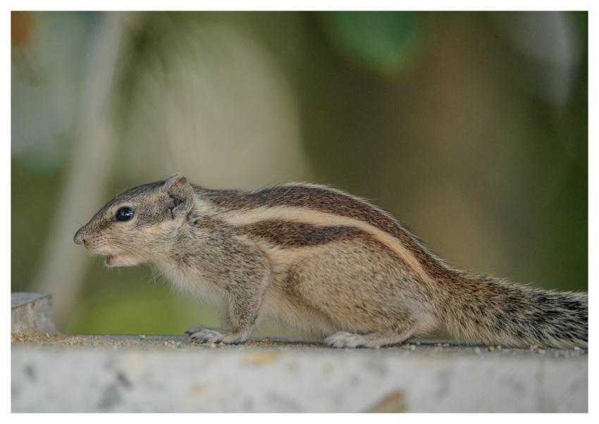 Squirrel Rodent Wildlife Animal