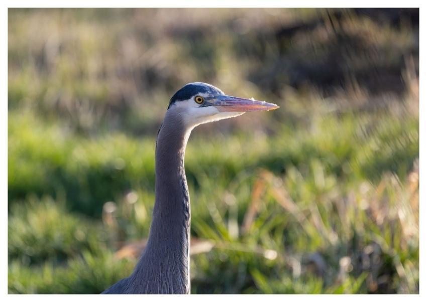 Heron Bird Nature Animal