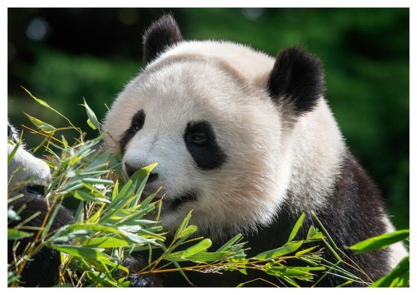Panda Mammal Bamboo Nature