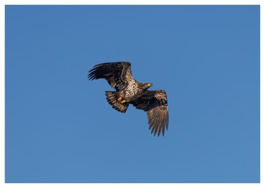 Eagle Wildlife Animal Nature