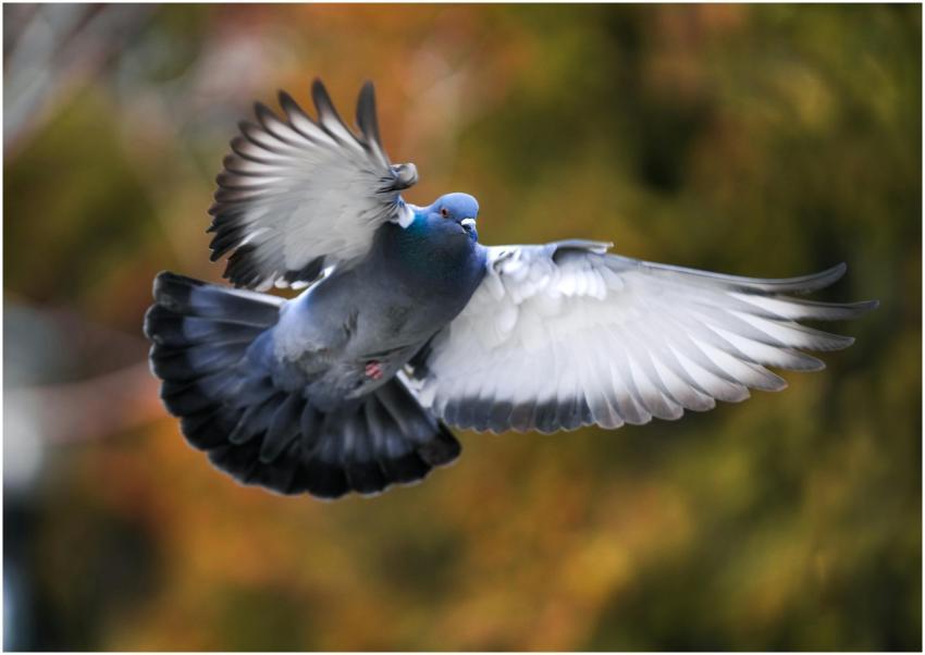 Dramatic photo of a rock pigeon (Columba livia) in