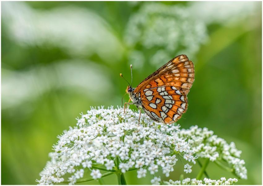 A vibrant orange butterfly sits gracefully on deli