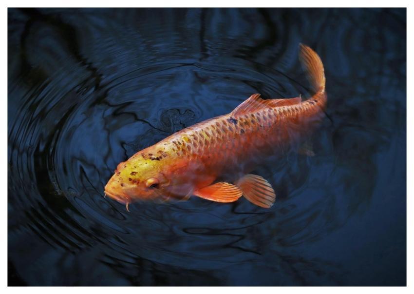 Animal Fish Koi Carp-Like