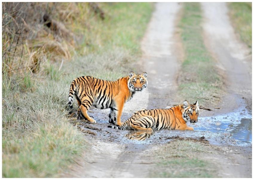 Two Bengal tigers relax by a puddle on a dirt path