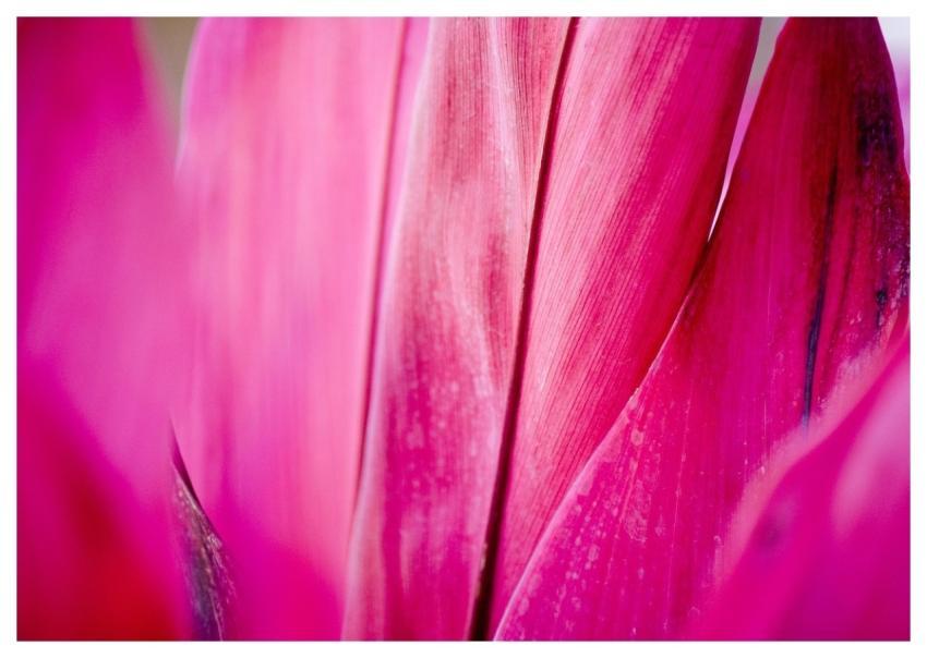 Flower Plant Macro Flower Wallpaper