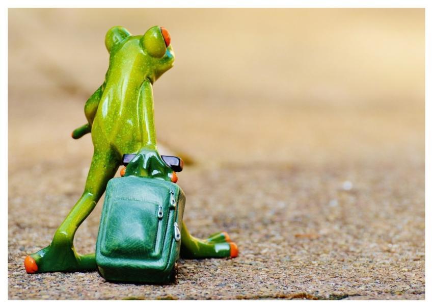 Frog Farewell Travel Nature