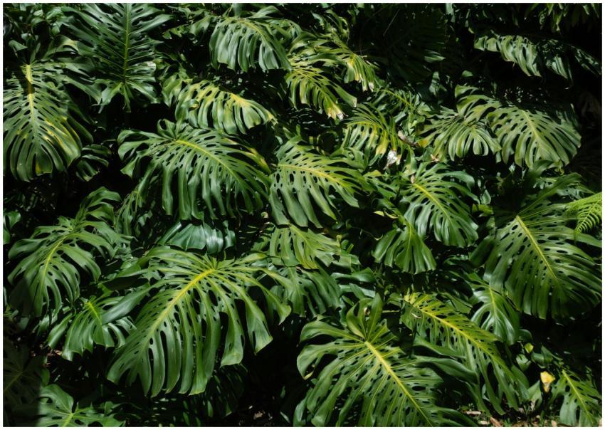 Dense coverage of vibrant green monstera leaves in