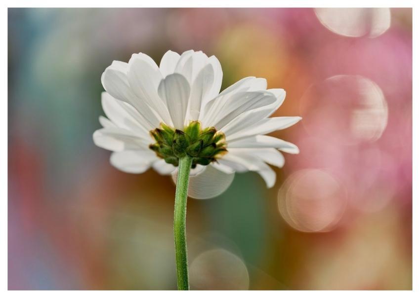 White Flower Daisy Nature Blur Background