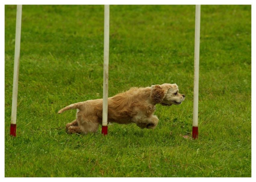 Dog Animal Agility Sport