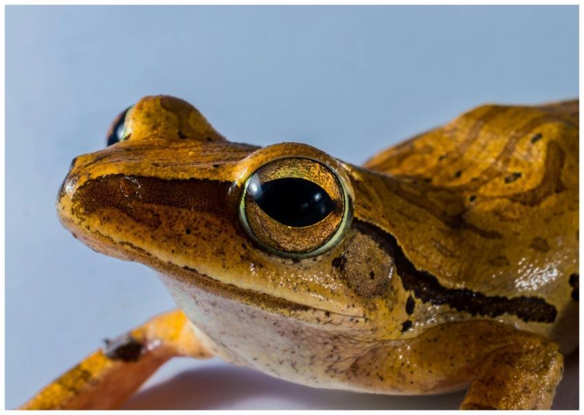 Detailed close-up shot of a brown frog showcasing