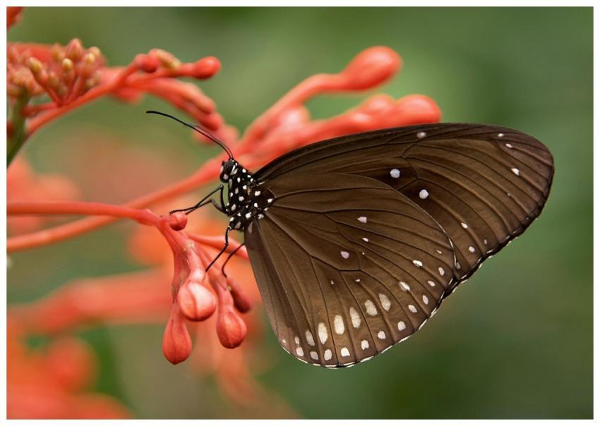 Close-up of a butterfly with brown wings perched o