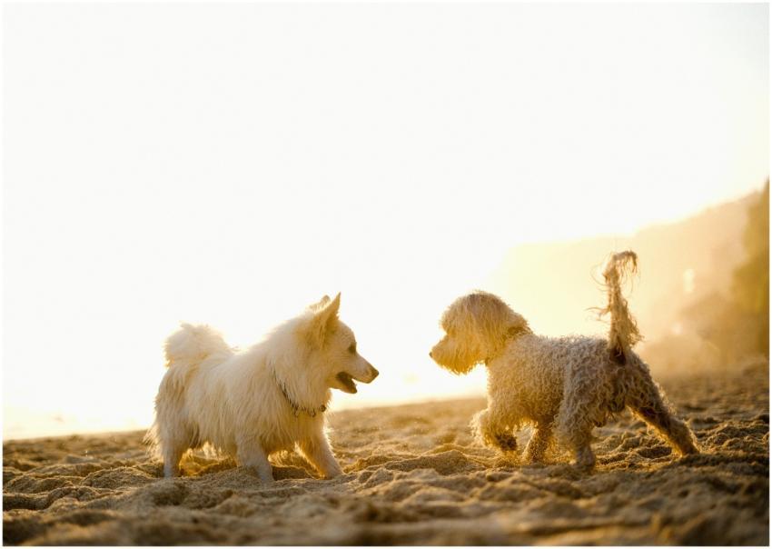Two dogs playing on sandy beach during sunset, cap