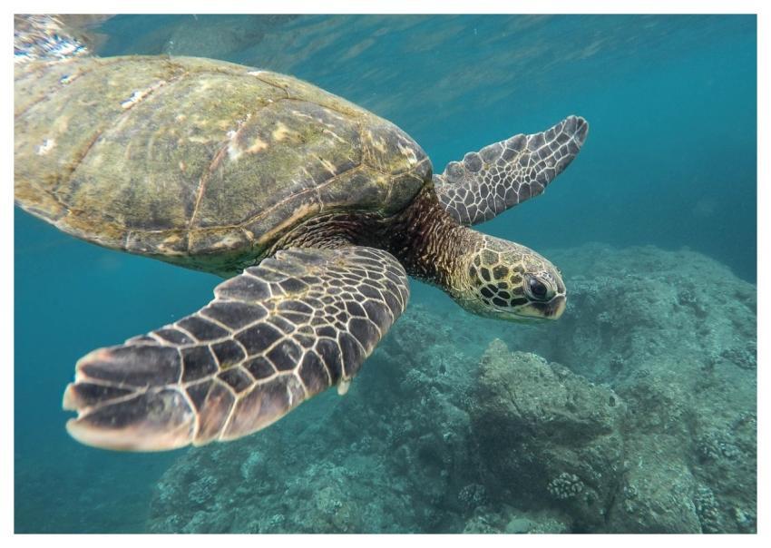 Animal Turtle Coral Reef Ocean
