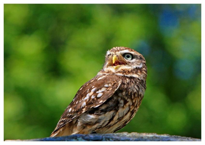 Owl Bird Animal Little Owl